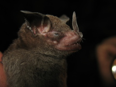 Trinycteris nicefori