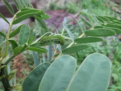 Phoebis philea philea