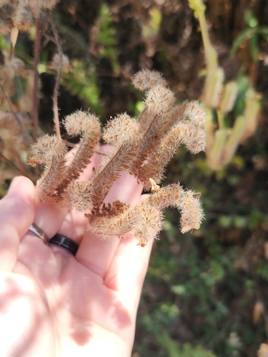 iNaturalist observation photo of branching phacelia