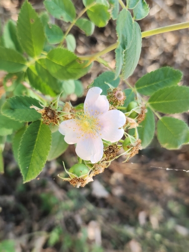 iNaturalist observation photo of California Wild Rose