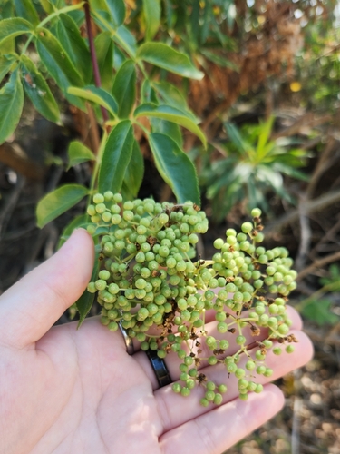 iNaturalist observation photo of blue elder