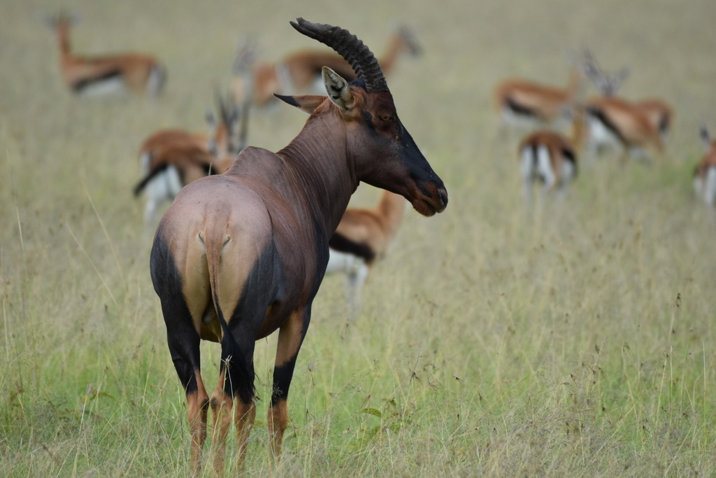 Damaliscus lunatus jimela, Narok West, Narok, Narok, KE, by shadowstorm48