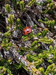 Coccinella monticola