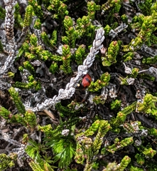 Coccinella monticola