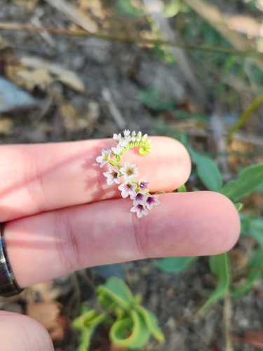 iNaturalist observation photo of alkali heliotrope