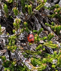 Coccinella monticola