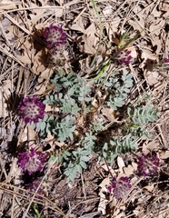Astragalus troglodytus