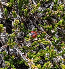 Coccinella monticola