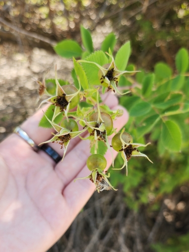 iNaturalist observation photo of California Wild Rose