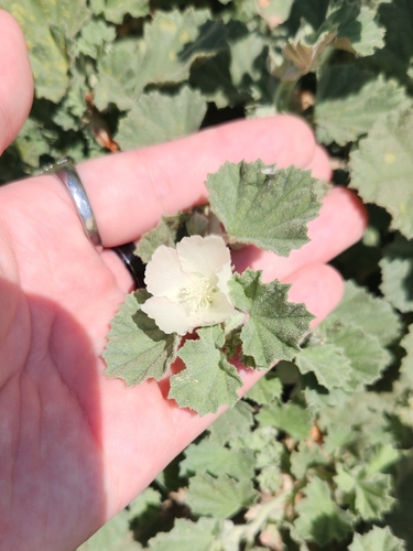 iNaturalist observation photo of alkali mallow