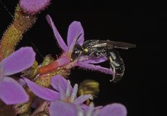Hylaeus quadriceps