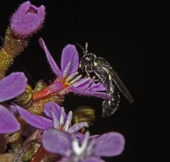 Hylaeus quadriceps