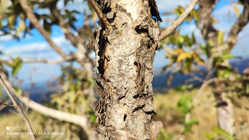 Image of Lafoensia pacari by (c) Thomaz Ricardo Favreto Sinani, some rights reserved (CC BY)