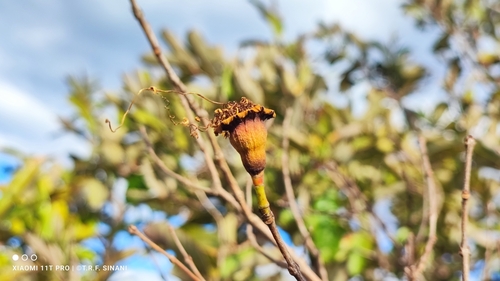 Image of Lafoensia pacari by (c) Thomaz Ricardo Favreto Sinani, some rights reserved (CC BY)