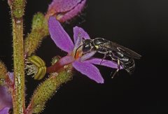 Hylaeus quadriceps