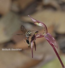 Chiloglottis seminuda