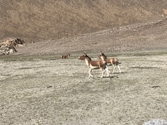 Equus kiang