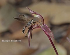 Chiloglottis seminuda