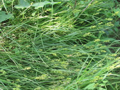Carex cristatella