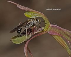 Chiloglottis seminuda