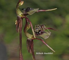 Chiloglottis seminuda