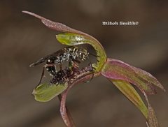 Chiloglottis seminuda