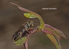 Chiloglottis seminuda
