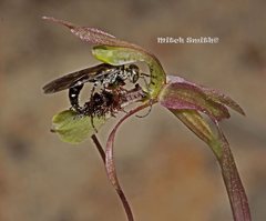 Chiloglottis seminuda