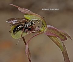 Chiloglottis seminuda