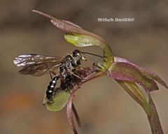 Chiloglottis seminuda