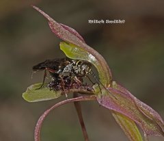 Chiloglottis seminuda