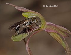 Chiloglottis seminuda