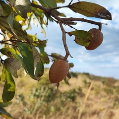 Pau-terra (Qualea parviflora)