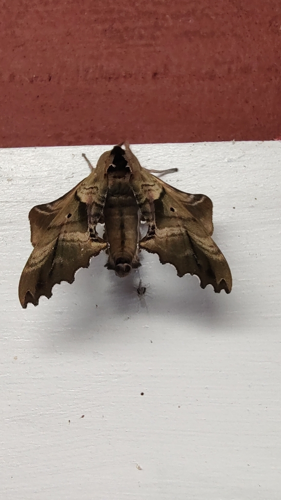 Blinded Sphinx from Fairfax, VT 05454, USA on July 6, 2024 at 11:43 AM ...