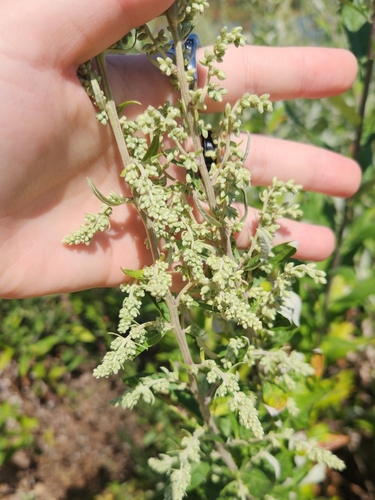 iNaturalist observation photo of California mugwort
