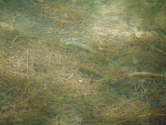 Herichthys carpintis