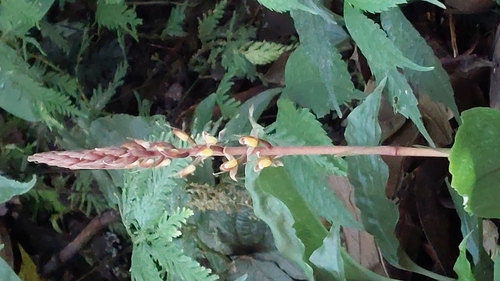 Image of Goodyera rubicunda by (c) 賴碧珠, some rights reserved (CC BY)