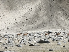Equus kiang