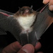 Spix's Disk-winged Bat - Photo (c) Sergio Solari, some rights reserved (CC BY-NC), uploaded by Sergio Solari