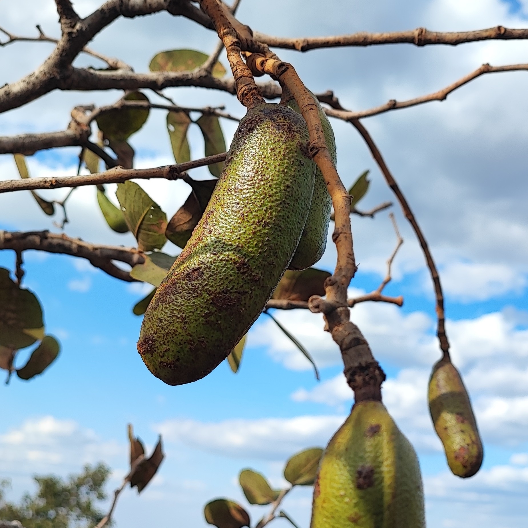 Imagem de Jatobá-do-cerrado