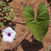 African Purple-throat Morning Glory - Photo no rights reserved, uploaded by Botswanabugs