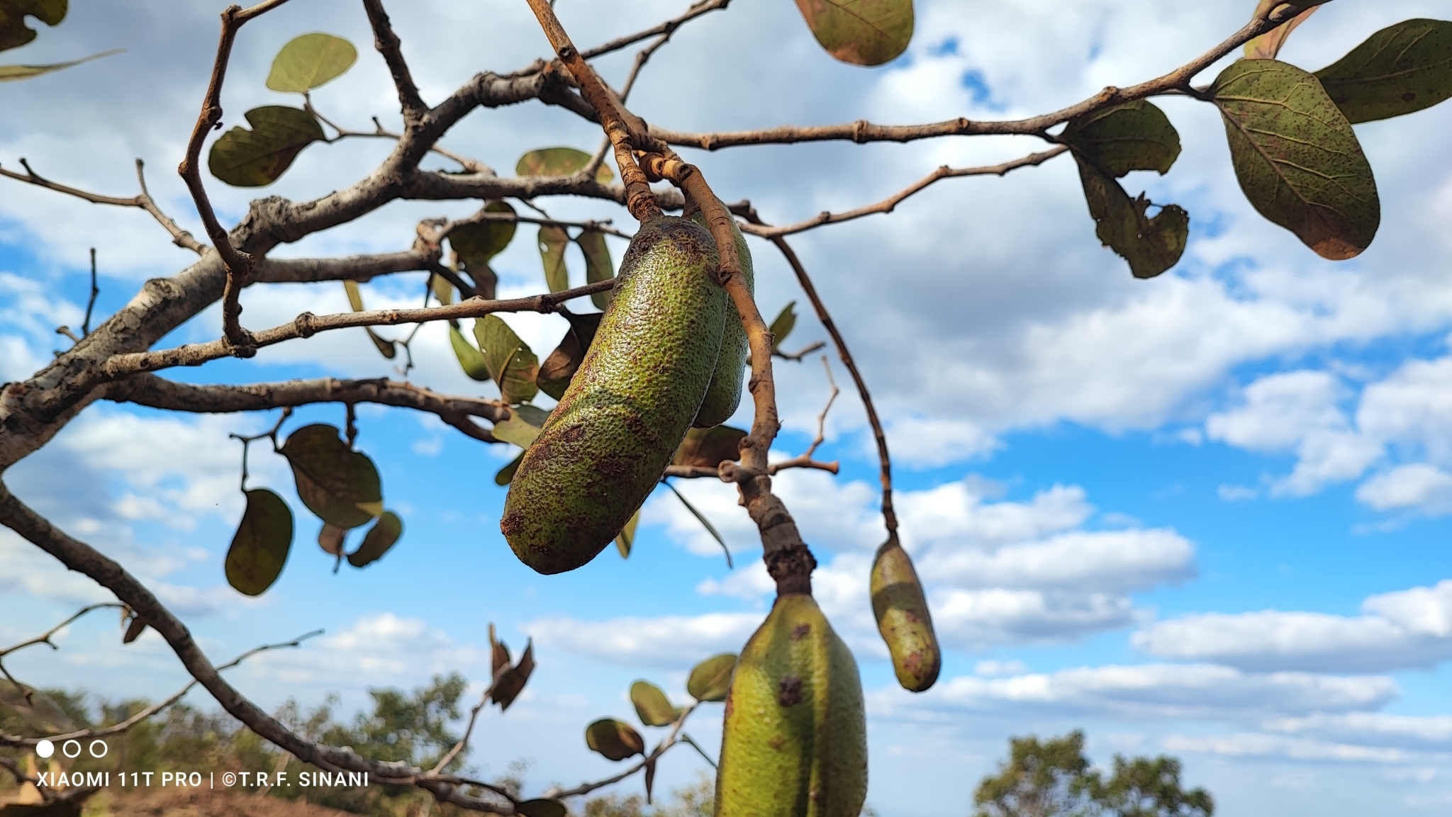 Imagem de Jatobá-do-cerrado