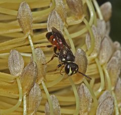 Hylaeus littleri