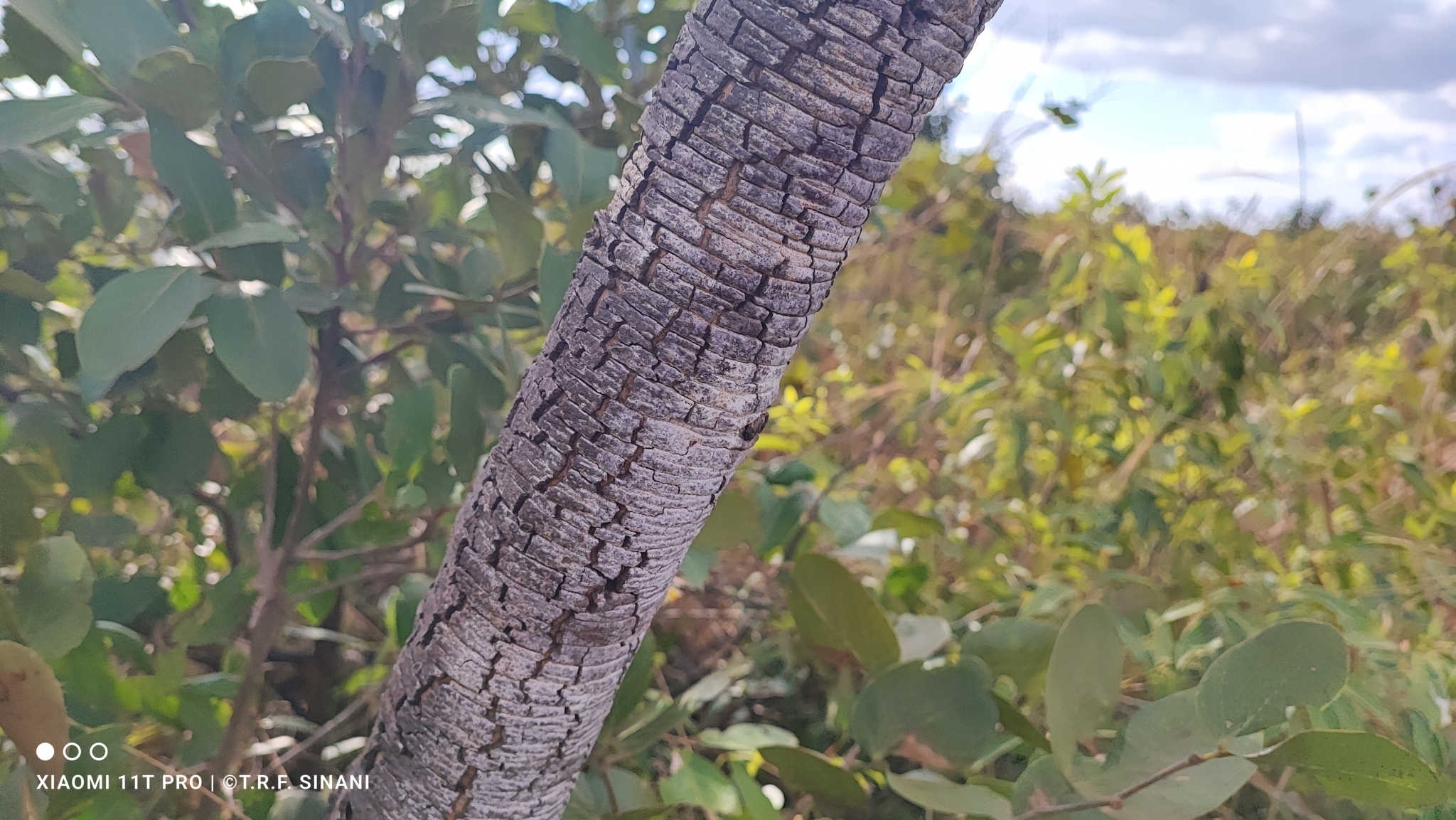 Imagem de Jatobá-do-cerrado