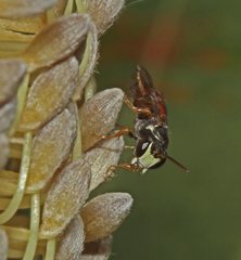 Hylaeus littleri