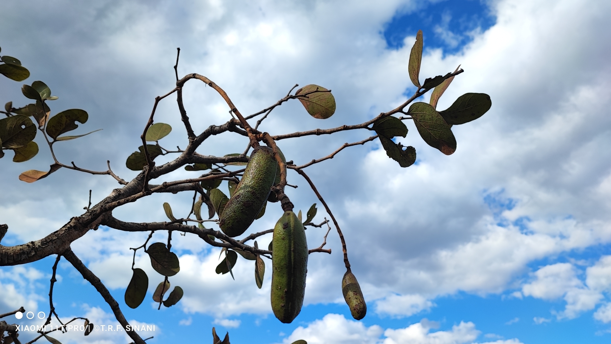 Imagem de Jatobá-do-cerrado
