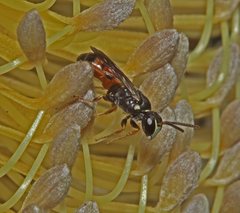 Hylaeus littleri