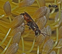 Hylaeus littleri