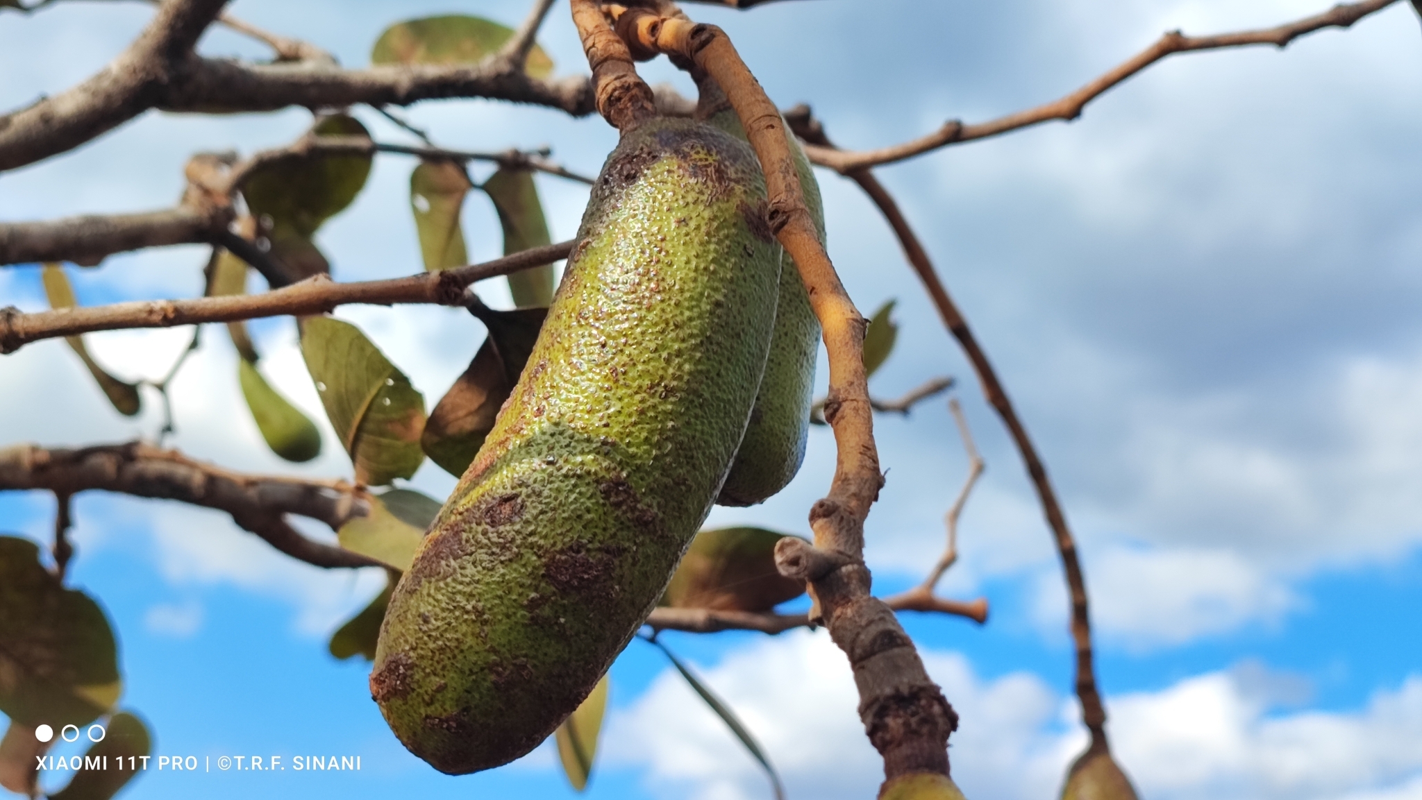 Imagem de Jatobá-do-cerrado