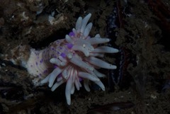 Anthostella stephensoni